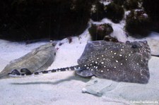 Nagelrochen (Raja clavata) im Aquarium Berlin