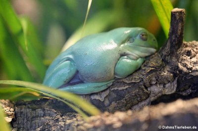 Korallenfinger-Laubfrosch (Ranoidea caerulea)