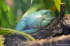 Korallenfinger-Laubfrosch (Ranoidea caerulea) im Aquarium Berlin