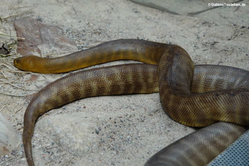 Woma-Python
(Aspidites ramsayi) Woma-Python (Aspidites ramsayi)