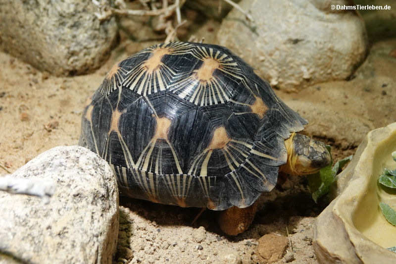 Strahlenschildkröte
(Astrochelys radiata) Astrochelys radiata