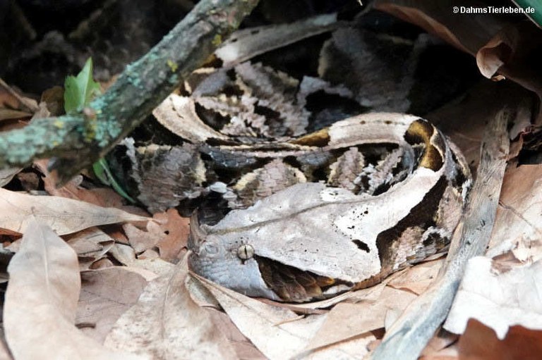 Bitis gabonica