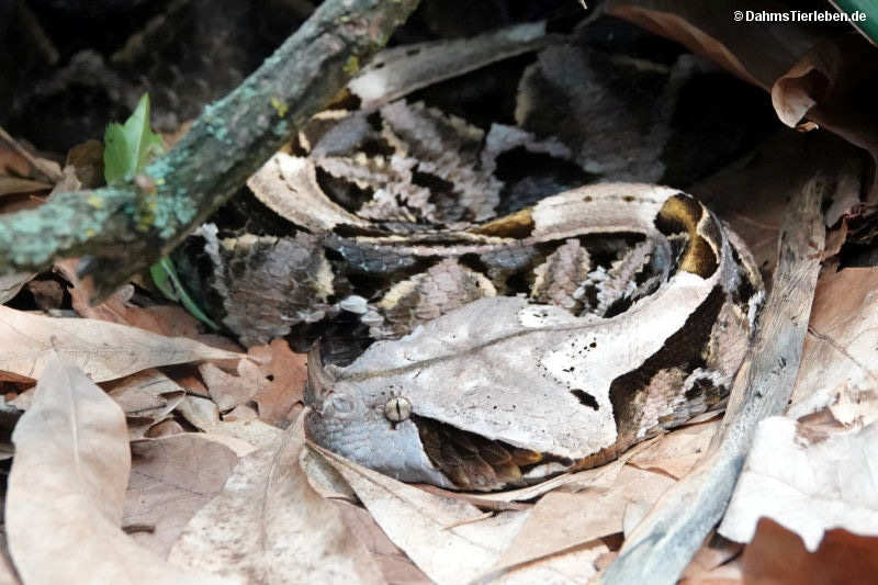 Gabunviper
(Bitis gabonica) Bitis gabonica