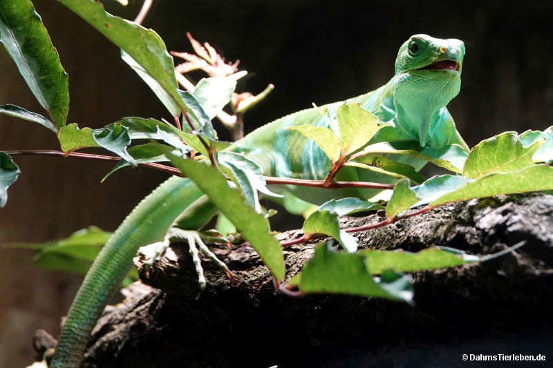 Kurzkamm-Fidschileguan
(Brachylophus bulabula) Brachylophus bulabula