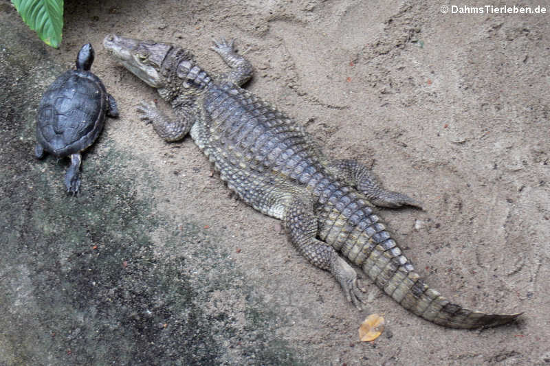 Krokodilkaiman
(Caiman crocodilus) Caiman crocodilus