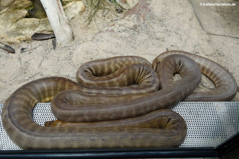 Aspidites ramsayi