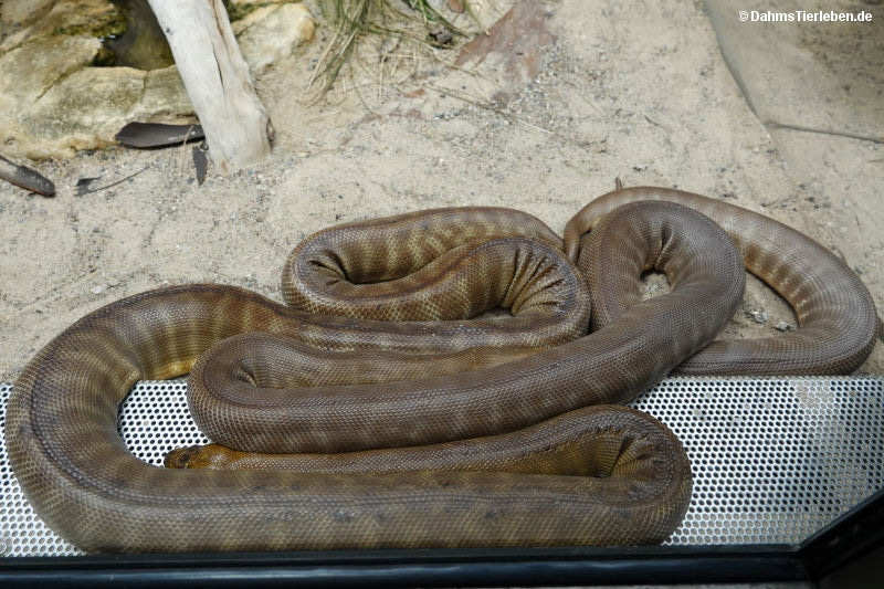 Woma-Pythons Aspidites ramsayi-2