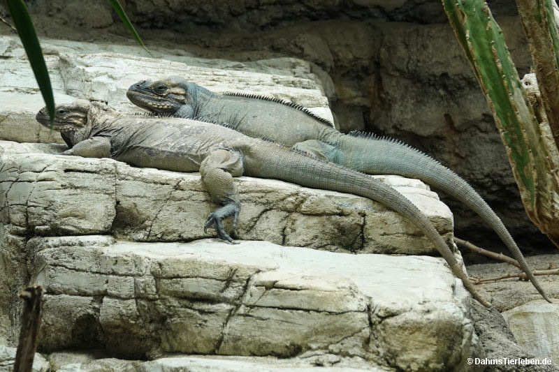 Nashornleguane
(Cyclura cornuta) Cyclura cornuta