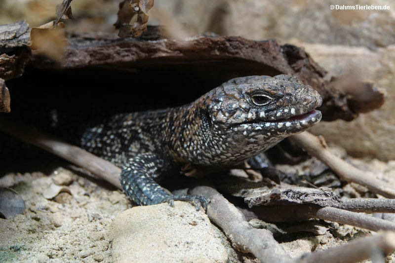 Cunninghams Stachelskink
(Egernia cunninghami) Egernia cunninghami