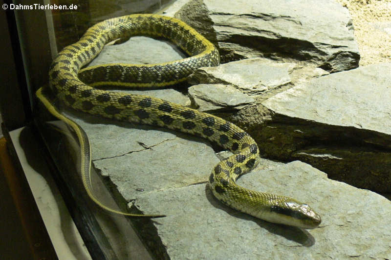 Streifenkletternatter
(Elaphe taeniura) Schönnatter (Elaphe taeniura)