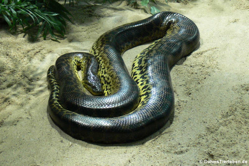 Gelbe Anakonda
(Eunectes notaeus) Eunectes notaeus