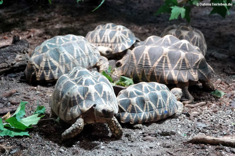 Burmesische Sternschildkröten
(Geochelone platynota) Geochelone platynota