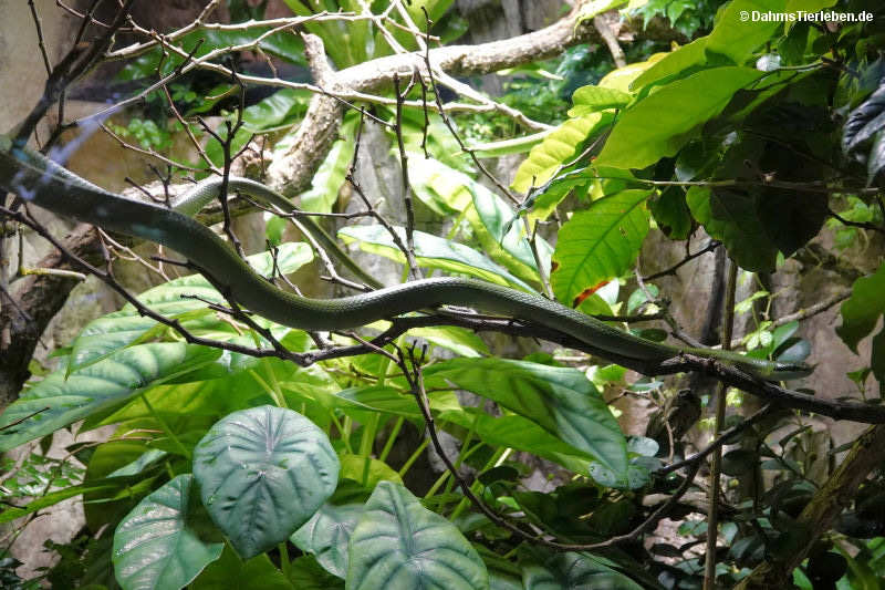 Vietnamesische Langnasennatter
(Gonyosoma boulengeri) Gonyosoma boulengeri