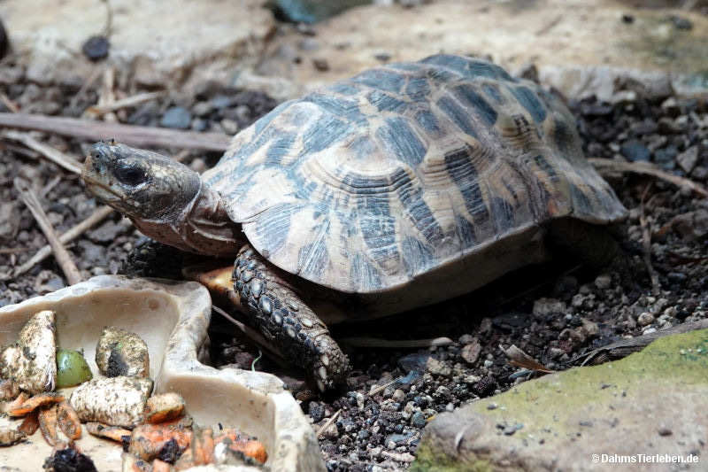Madagaskar-Glattrand-Gelenkschildkröte
(Kinixys zombensis domerguei) Kinixys zombensis domerguei