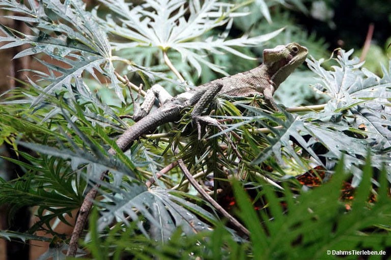 Laemanctus longipes