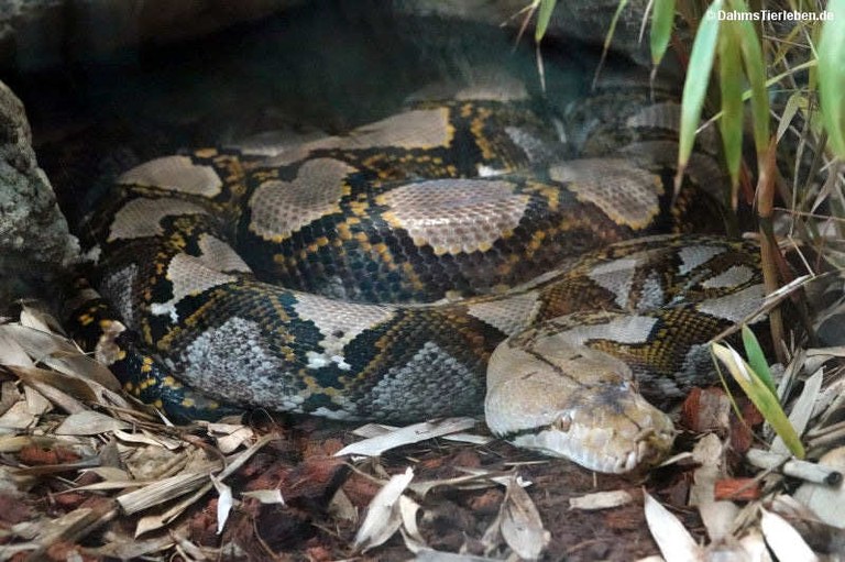 Malayopython reticulatus