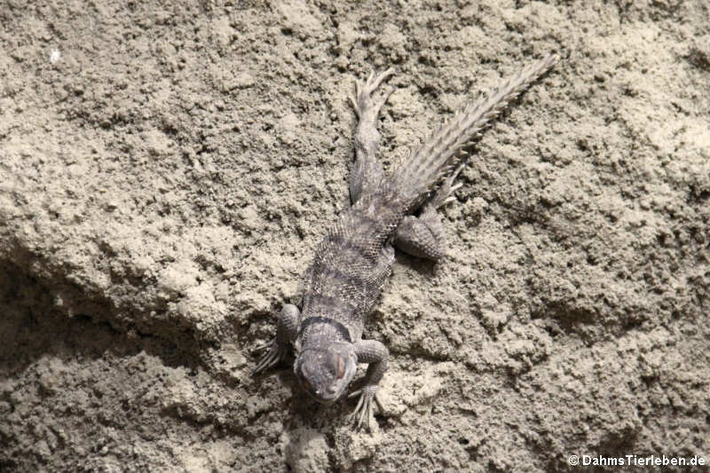 Großer Madagaskar-Baumleguan
(Oplurus cuvieri) Oplurus cuvieri