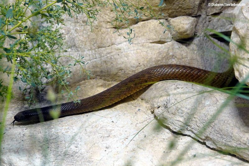 Inlandtaipan Oxyuranus microlepidotus-2
