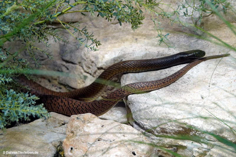 Oxyuranus microlepidotus