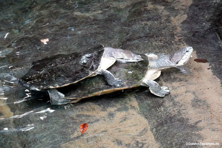 Phrynops hilarii
