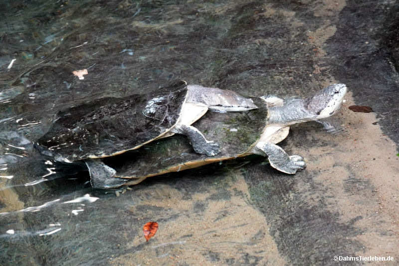 Krötenkopfschildkröte
(Phrynops hilarii) Phrynops hilarii