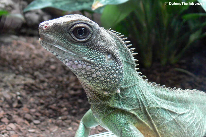 Grüne Wasseragame Physignathus cocincinus-3