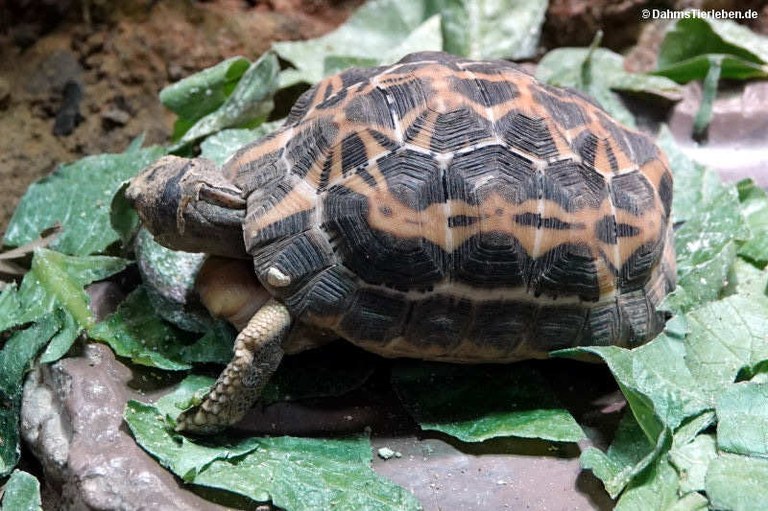 Pyxis arachnoides