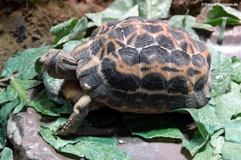 Spinnenschildkröte
(Pyxis arachnoides) Pyxis arachnoides