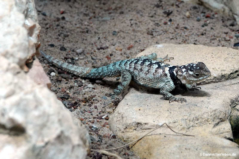Blauer Stachelleguan
(Sceloporus cyanogenys) Sceloporus cyanogenys
