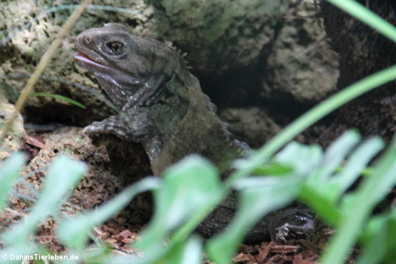 Brückenechse
(Sphenodon punctatus) Brückenechse (Sphenodon punctatus)