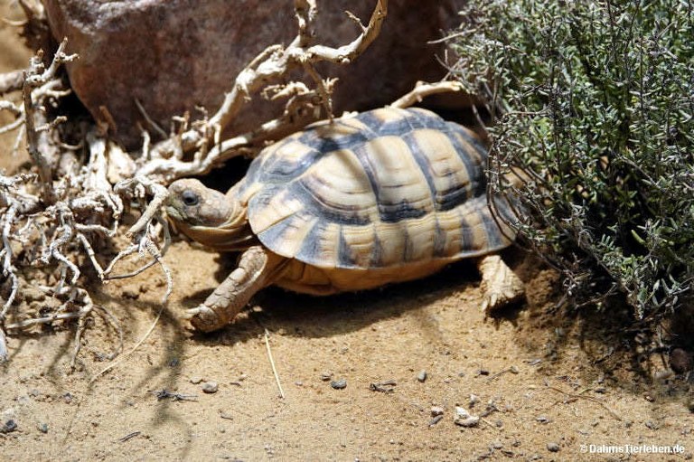 Testudo kleinmanni