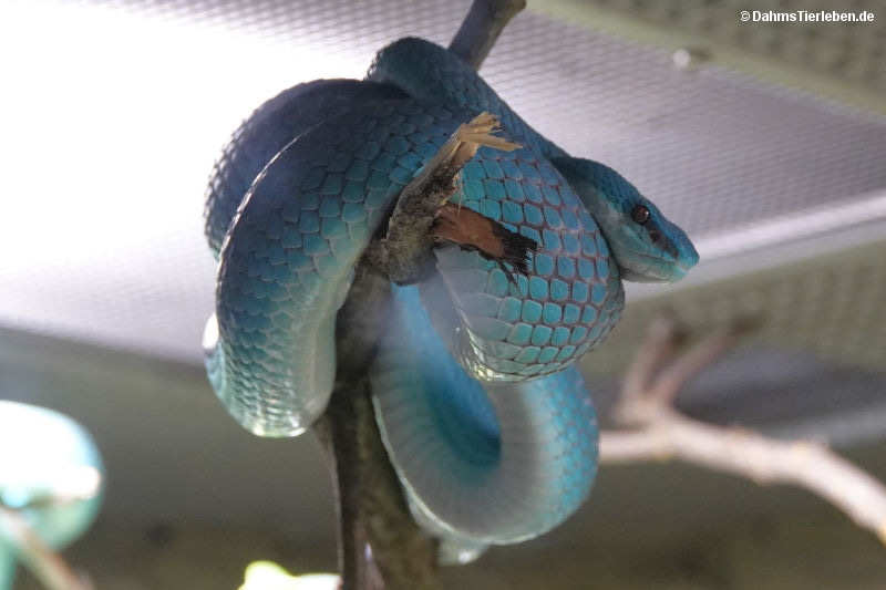 Trimeresurus insularis