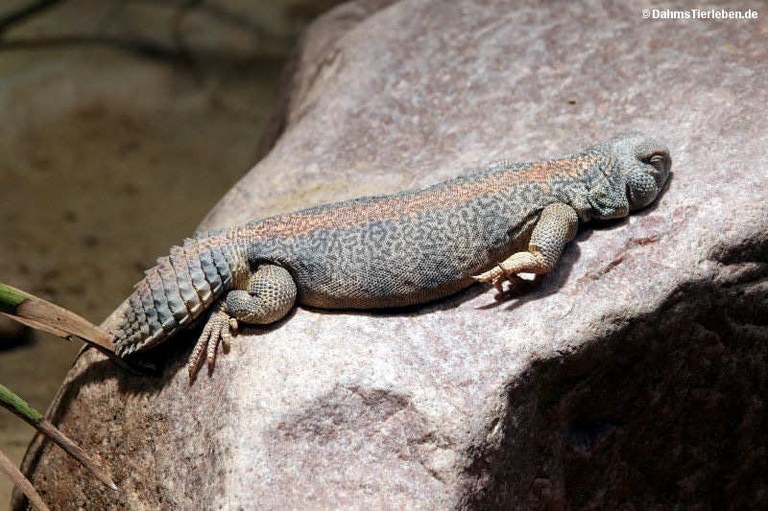 Uromastyx thomasi