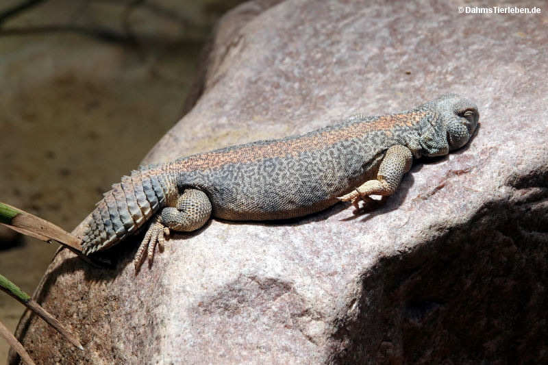 Oman-Dornschwanz Uromastyx thomasi-2