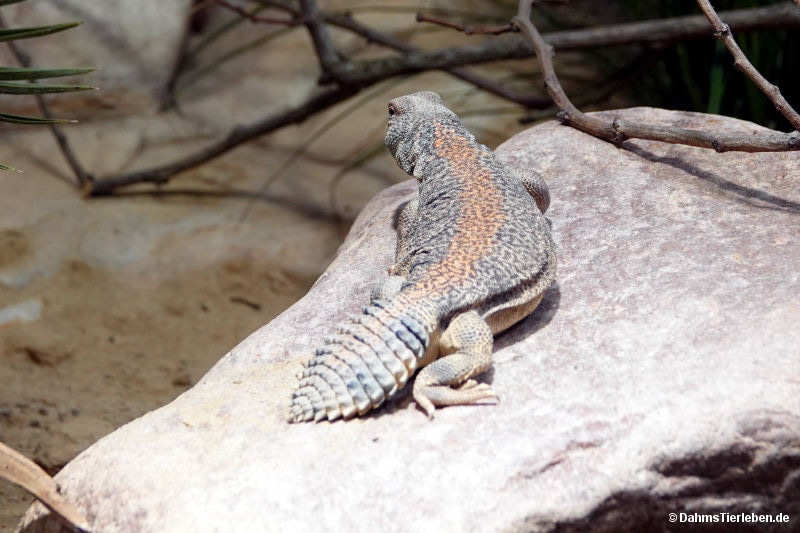 Oman-Dornschwanz
(Uromastyx thomasi) Uromastyx thomasi