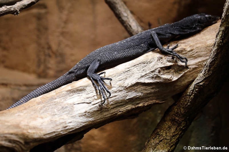 Schwarzer Baumwaran
(Varanus beccari) Varanus beccari