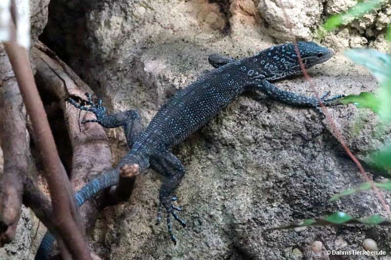 Blauer Baumwaran (Varanus macraei)