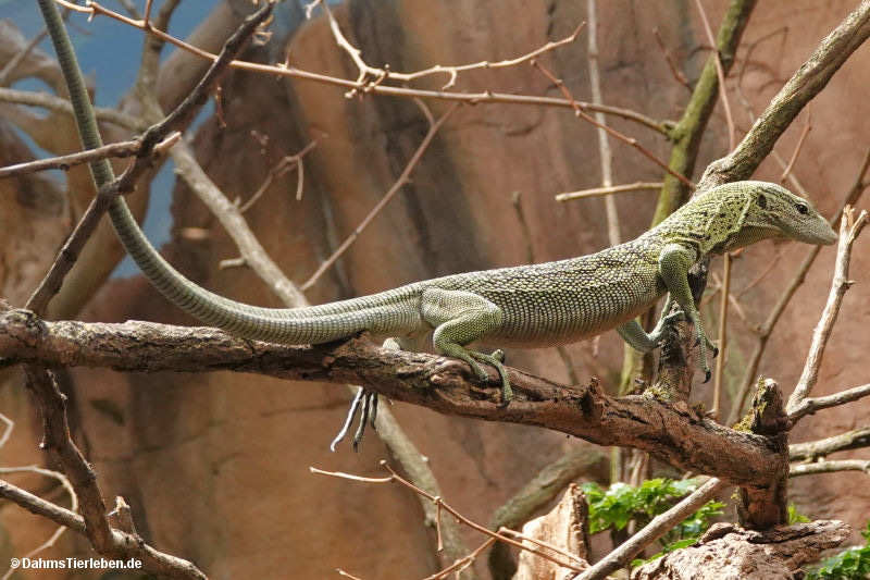 Varanus reisingeri