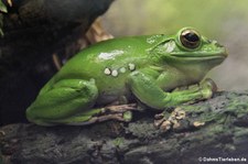 Chinesischer Riesenflugfrosch (Zhangixalus dennysi) im Aquarium Berlin