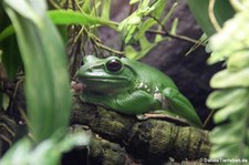 Chinesischer Riesenflugfrosch (Zhangixalus dennysi) im Aquarium Berlin