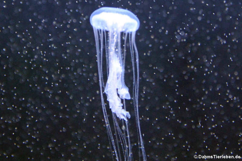 Sanderia malayensis-1