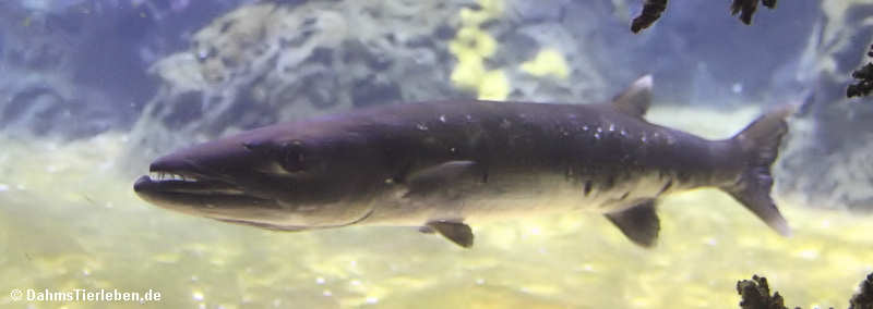 Großer Barrakuda (Sphyraena barracuda)