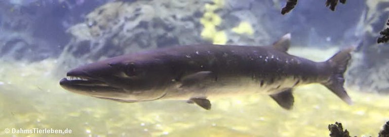 Sphyraena barracuda