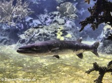 Großer Barrakuda (Sphyraena barracuda) im Aquarium Berlin