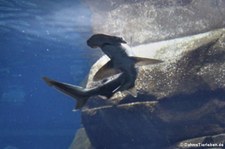 Schaufelnasen-Hammerhai (Sphyrna tiburo) im Berlin Aquarium