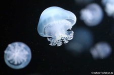 Kanonenkugelqualle (Stomolophus meleagris) im Aquarium Berlin