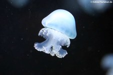 Kanonenkugelqualle (Stomolophus meleagris) im Aquarium Berlin