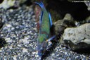 Thalassoma pavo