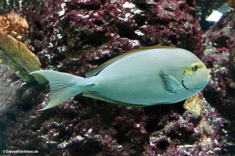 Freiwasser-Doktorfisch
(Acanthurus mata) Acanthurus mata