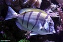 Acanthurus triostegus